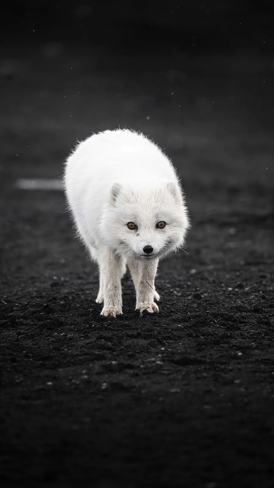 Arctic fox on black sand in Iceland